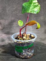 Rare Philodendron Strawberry Shake Variegated (Sep-11-41)