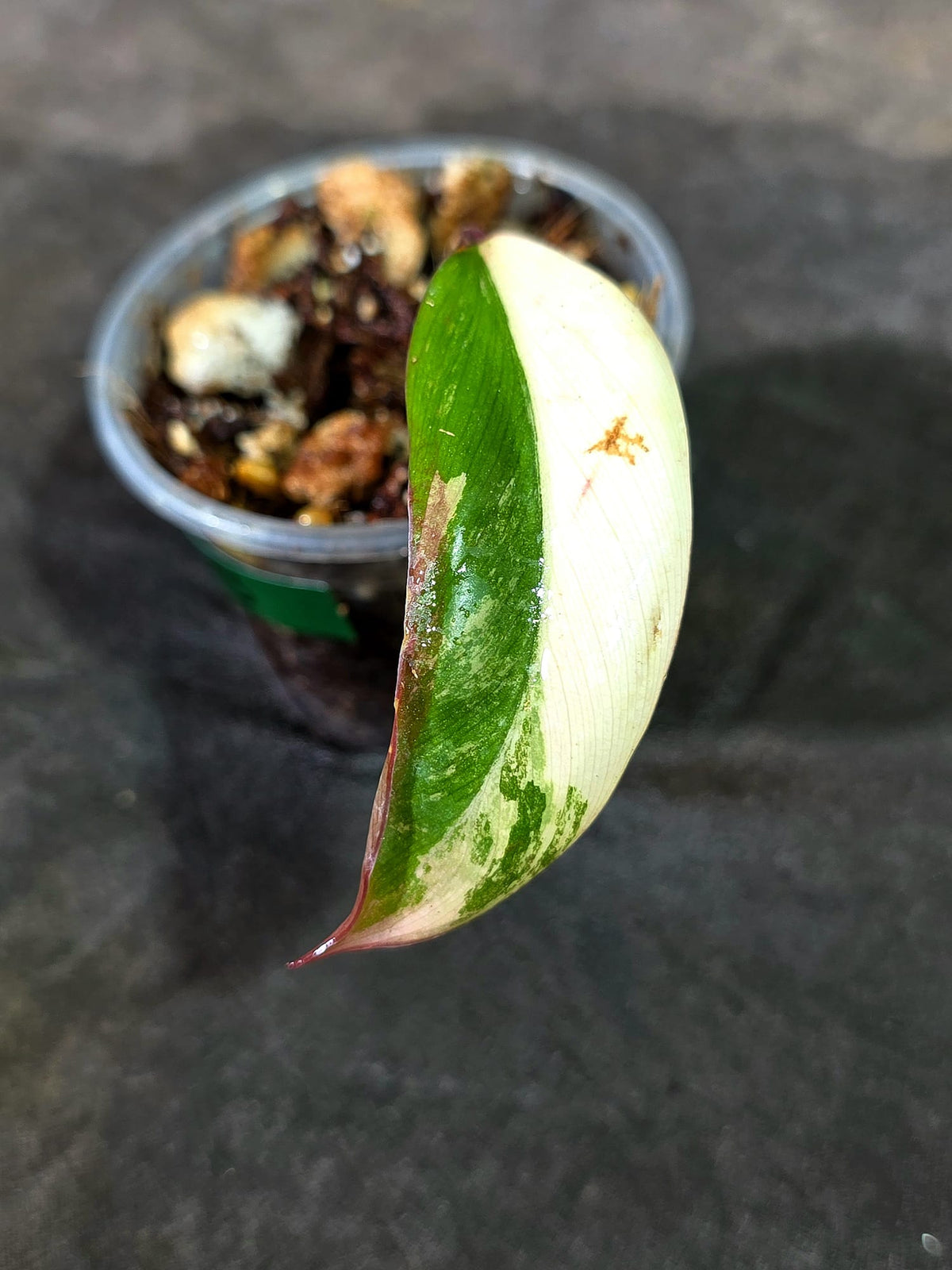 Rare Philodendron Strawberry Shake Variegated (Sep-11-38)