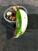 Rare Philodendron Strawberry Shake Variegated (Sep-11-38)