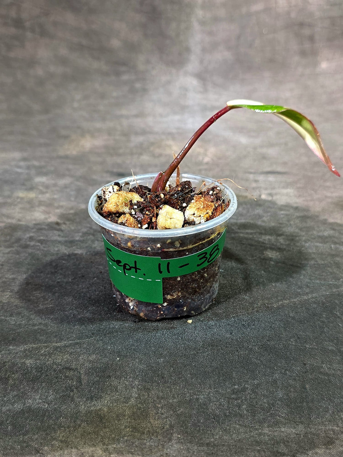 Rare Philodendron Strawberry Shake Variegated (Sep-11-38)