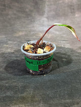 Rare Philodendron Strawberry Shake Variegated (Sep-11-38)