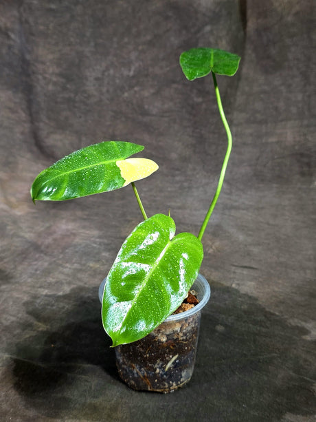 Variegated Burle Marx Philodendron - Rare Aroid - US Seller (Sep-11-39)
