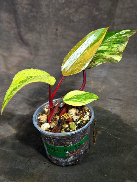 Rare Philodendron Strawberry Shake Variegated (Sep-11-42)