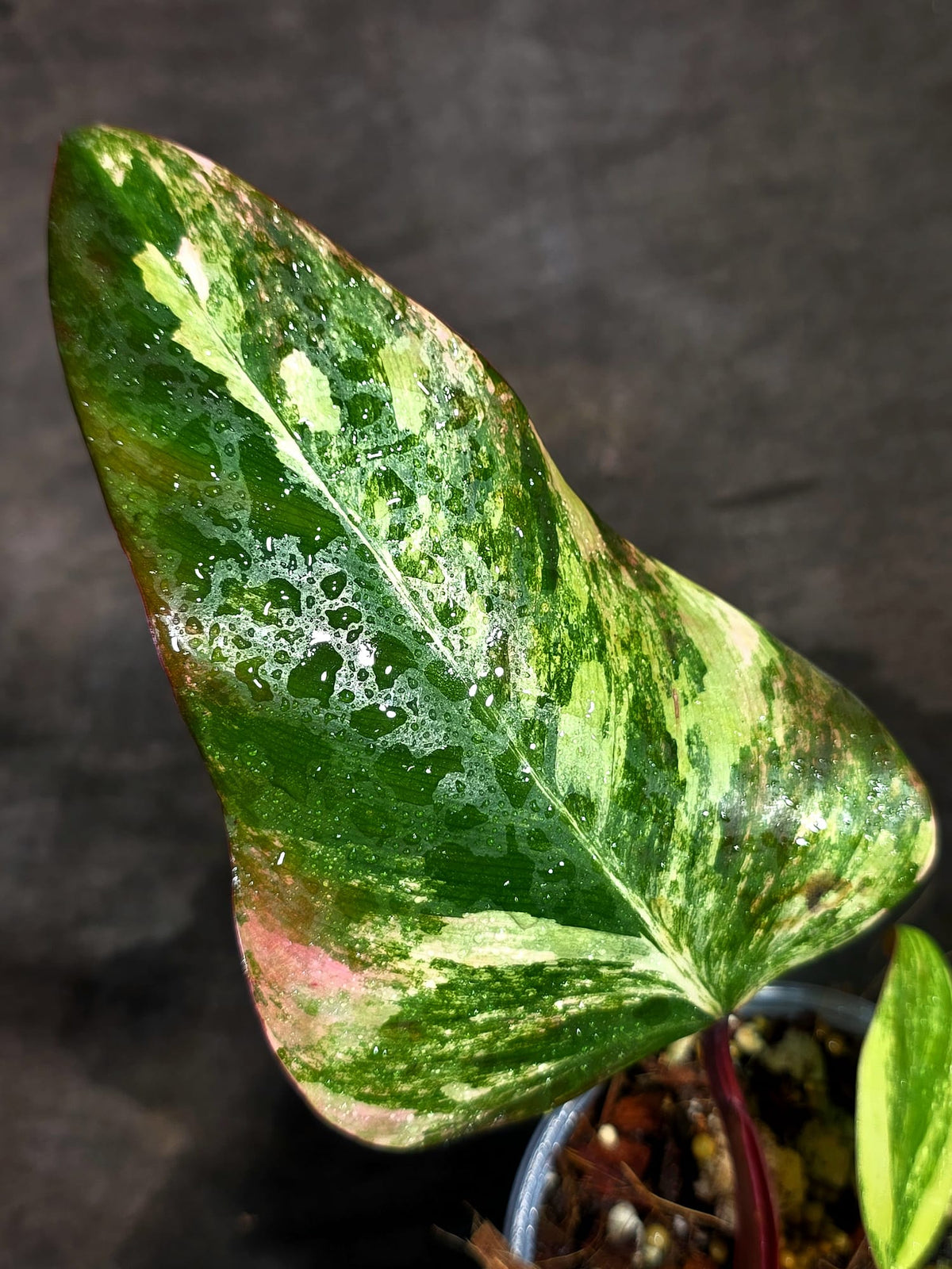 Rare Philodendron Strawberry Shake Variegated (Sep-11-42)