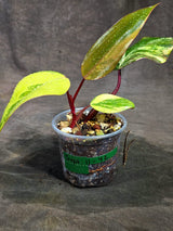 Rare Philodendron Strawberry Shake Variegated (Sep-11-42)