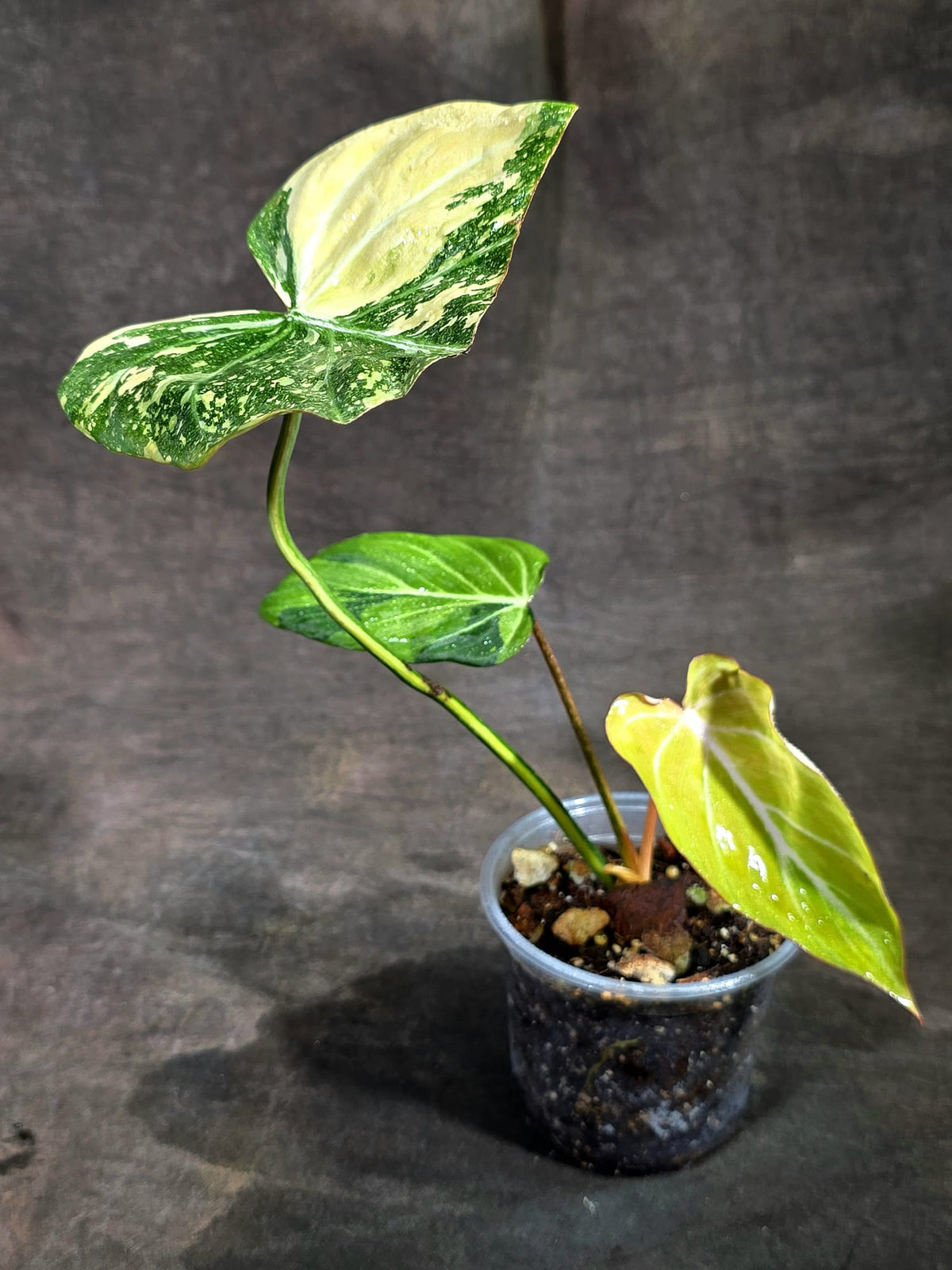 Philodendron Gloriosum Tricolor Variegated (Sep-11-43)