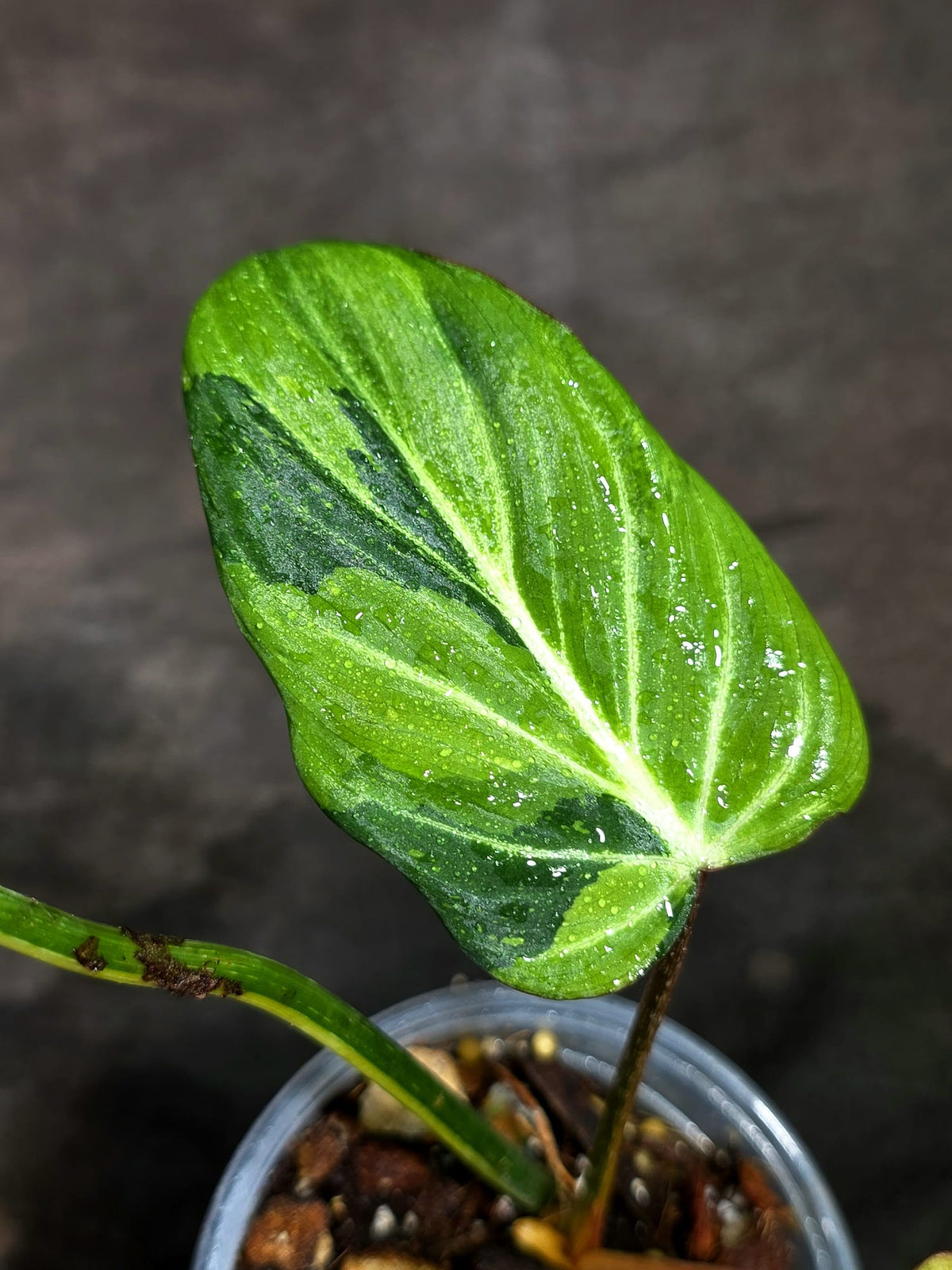 Philodendron Gloriosum Tricolor Variegated (Sep-11-43)