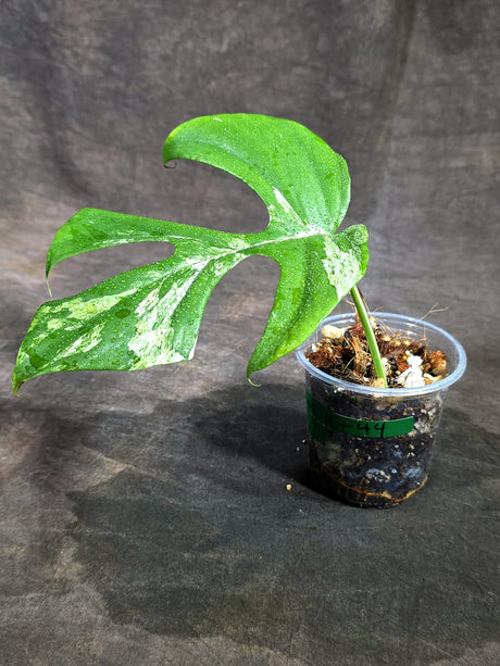 Variegated Rhaphidophora Tetrasperma Migma - (Sep-11-44)