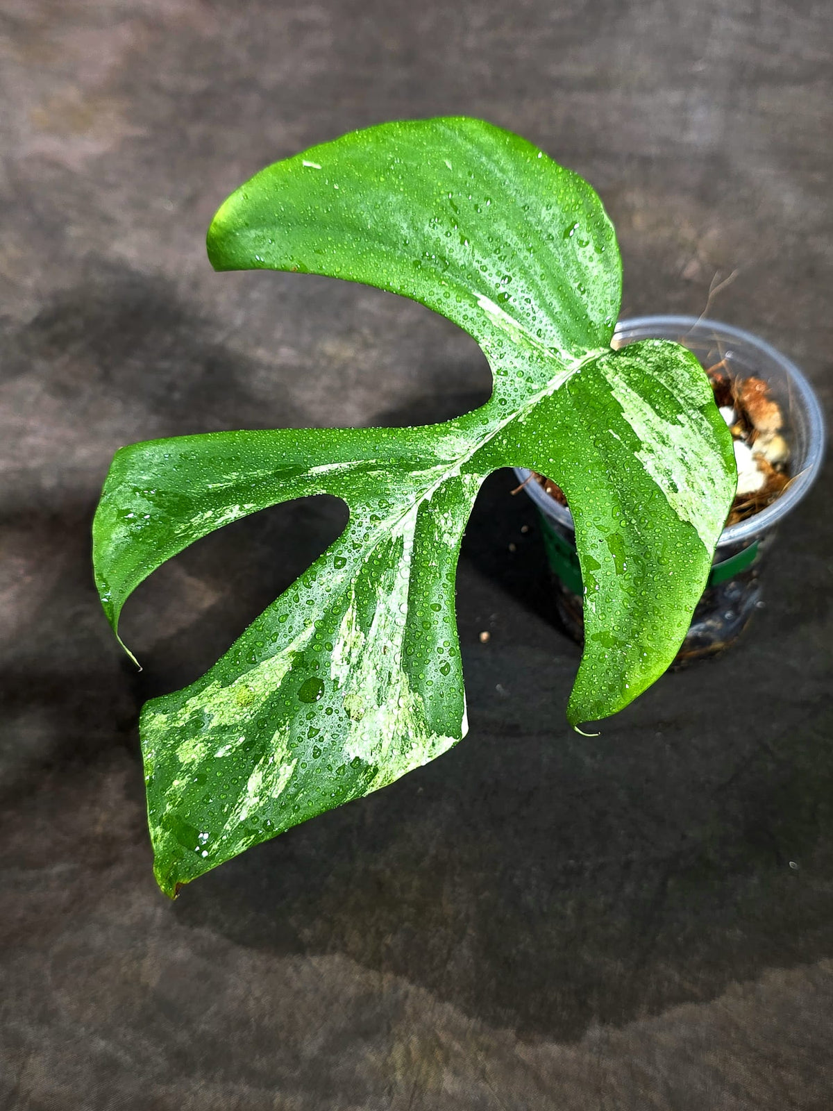Variegated Rhaphidophora Tetrasperma Migma - (Sep-11-44)