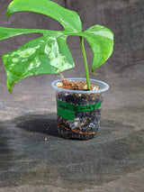 Variegated Rhaphidophora Tetrasperma Migma - (Sep-11-44)
