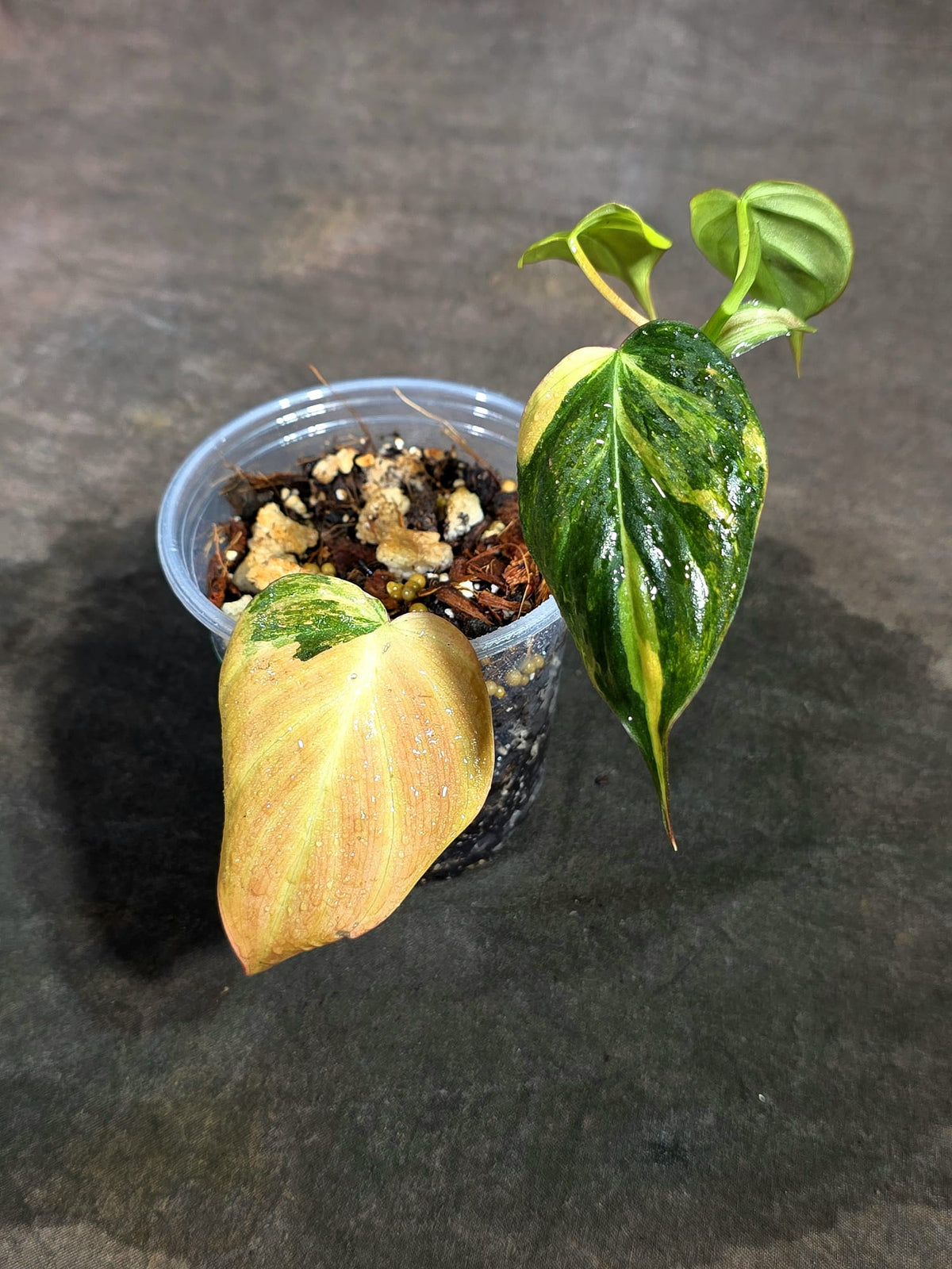 Variegated Philodendron Mican Aurea - (Sep-11-45)