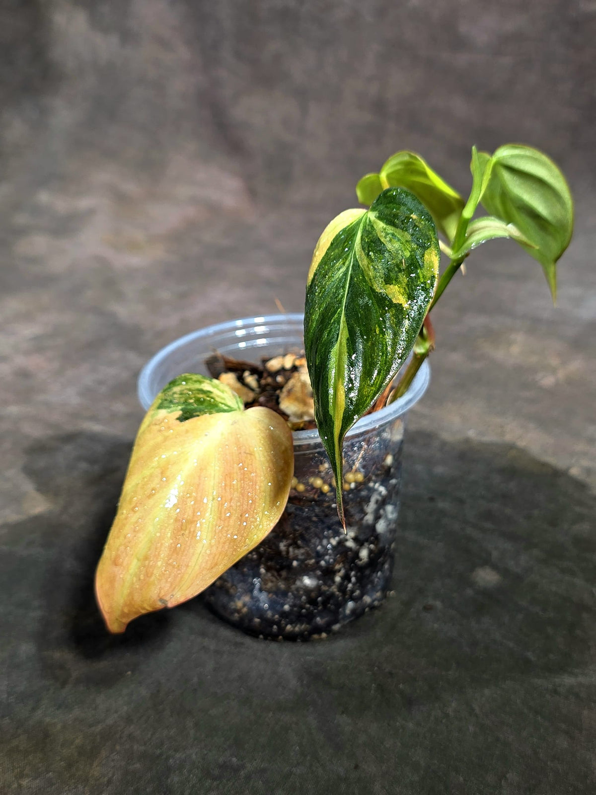 Variegated Philodendron Mican Aurea - (Sep-11-45)