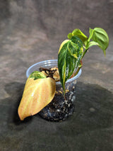 Variegated Philodendron Mican Aurea - (Sep-11-45)
