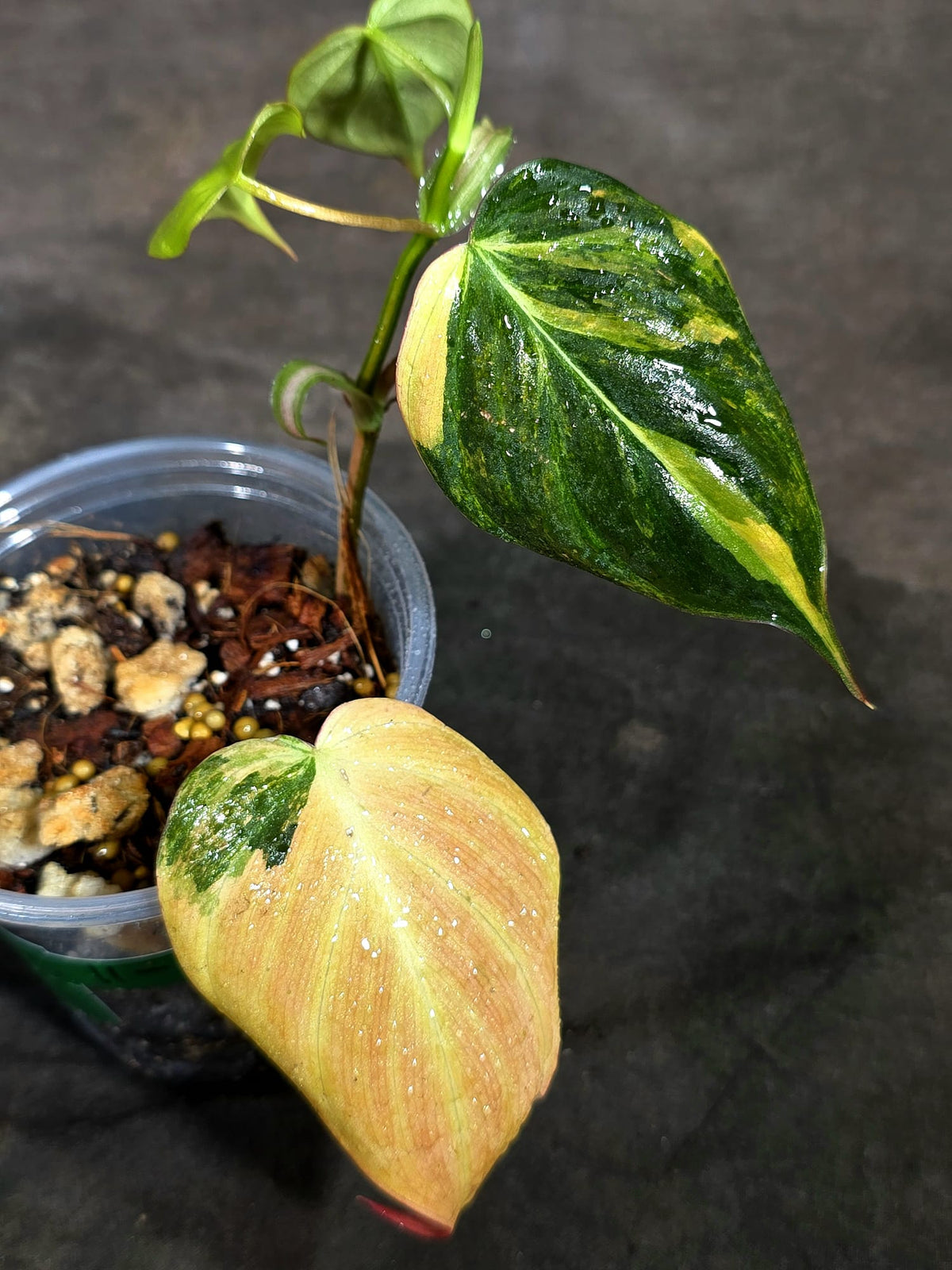Variegated Philodendron Mican Aurea - (Sep-11-45)