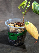 Variegated Philodendron Mican Aurea - (Sep-11-45)