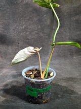 Philodendron Gloriosum Tricolor Variegated (Sep-11-43)