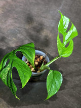 Variegated Rhaphidophora Tetrasperma Albo - (Sep-11-47)