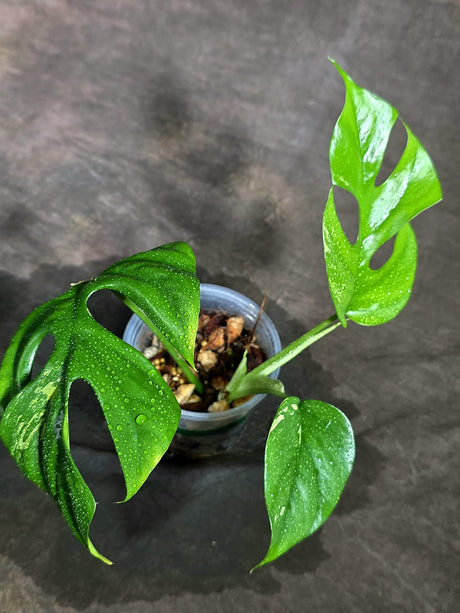 Variegated Rhaphidophora Tetrasperma Albo - (Sep-11-47)