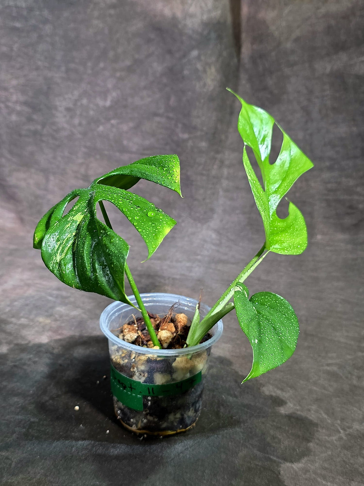 Variegated Rhaphidophora Tetrasperma Albo - (Sep-11-47)