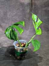 Variegated Rhaphidophora Tetrasperma Albo - (Sep-11-47)