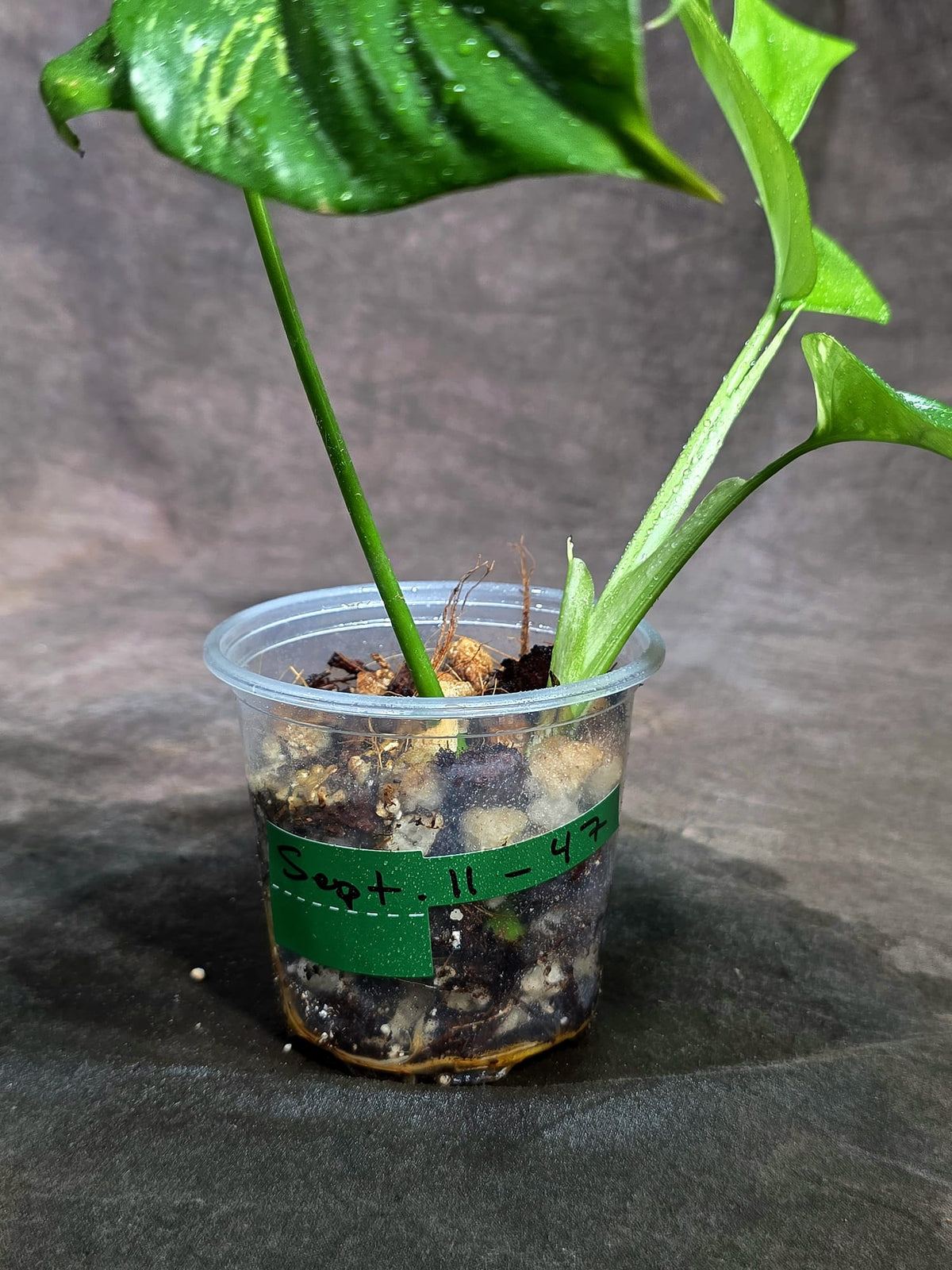 Variegated Rhaphidophora Tetrasperma Albo - (Sep-11-47)