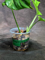 Variegated Rhaphidophora Tetrasperma Albo - (Sep-11-47)