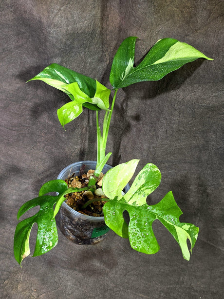 Variegated Rhaphidophora Tetrasperma Albo - (Sep-11-48)