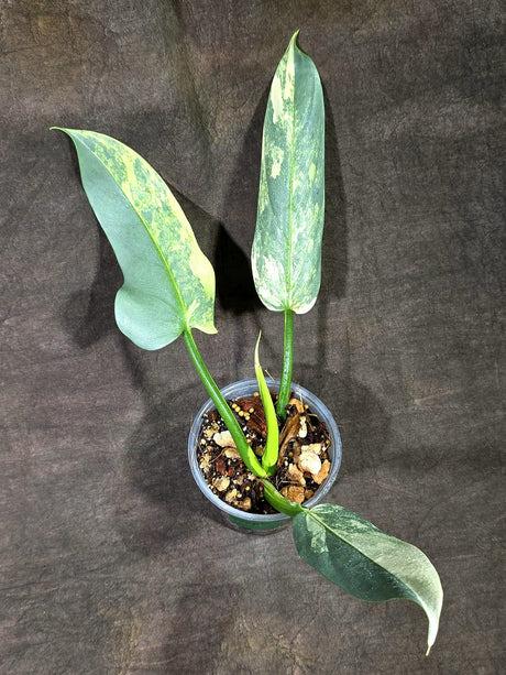 Variegated ‘Silver sword’ Philodendron -(Aug-11-50)