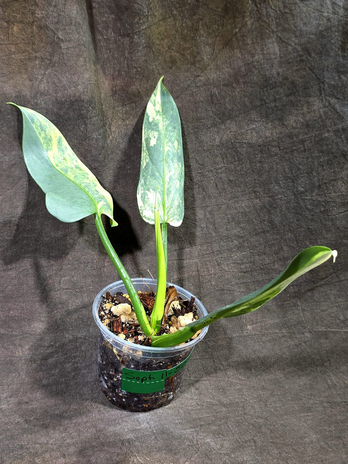 Variegated ‘Silver sword’ Philodendron -(Aug-11-50)