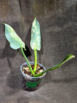 Variegated ‘Silver sword’ Philodendron -(Aug-11-50)