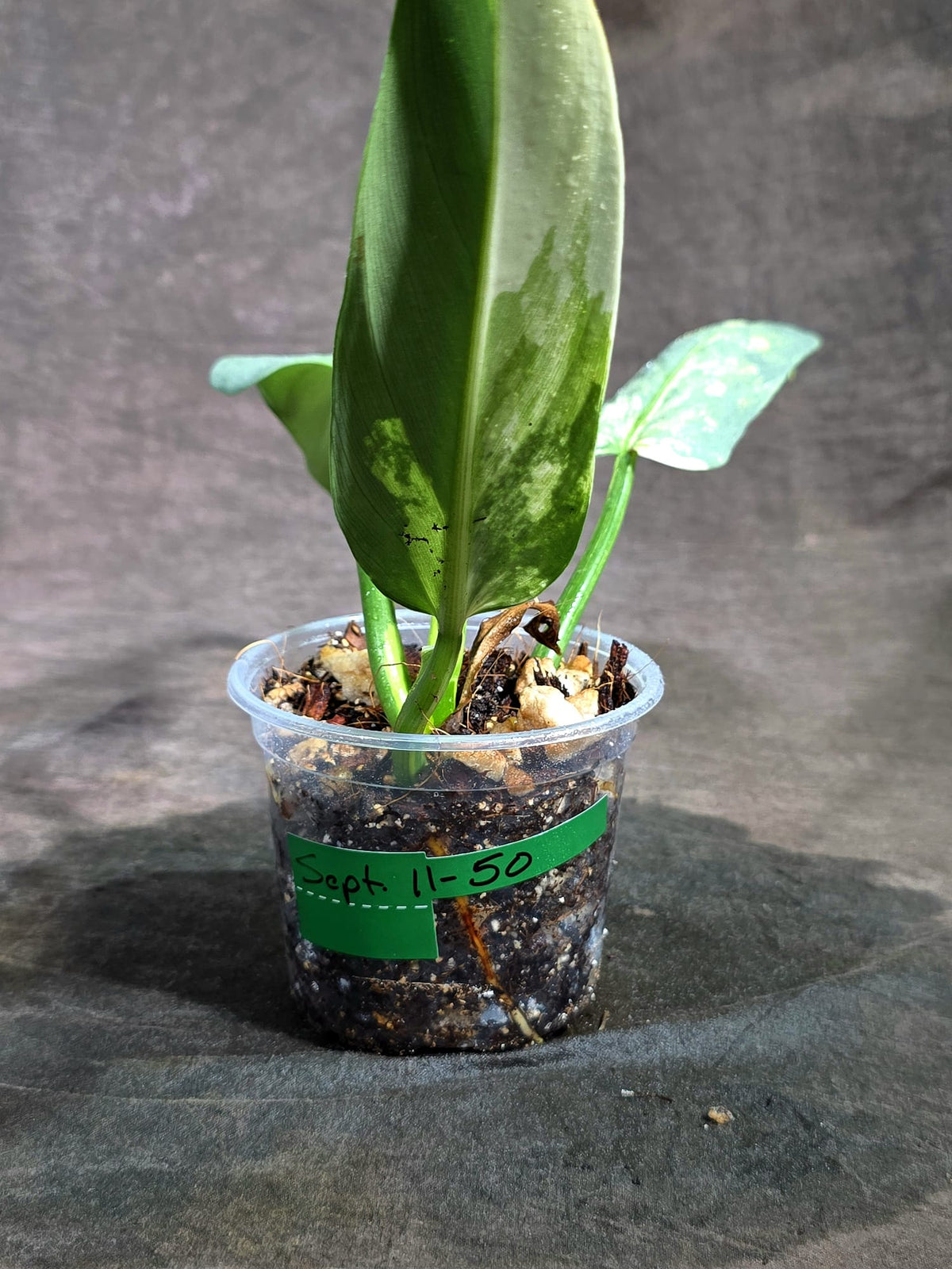 Variegated ‘Silver sword’ Philodendron -(Aug-11-50)