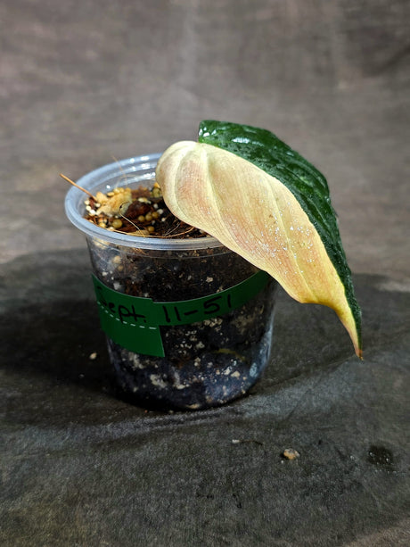 Variegated Philodendron Mican Aurea - (Sep-11-51)