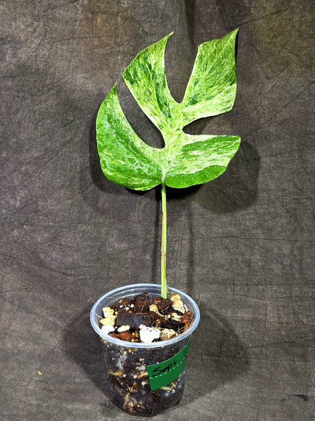 Variegated Rhaphidophora Tetrasperma Migma - (Sep-11-54)