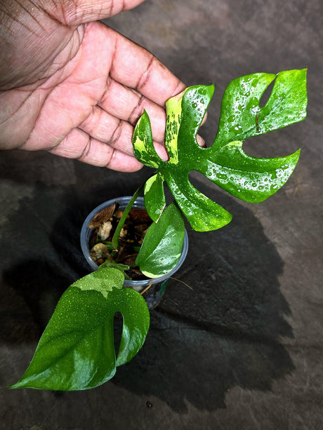Variegated Rhaphidophora Tetrasperma Albo - (Sep-11-52)