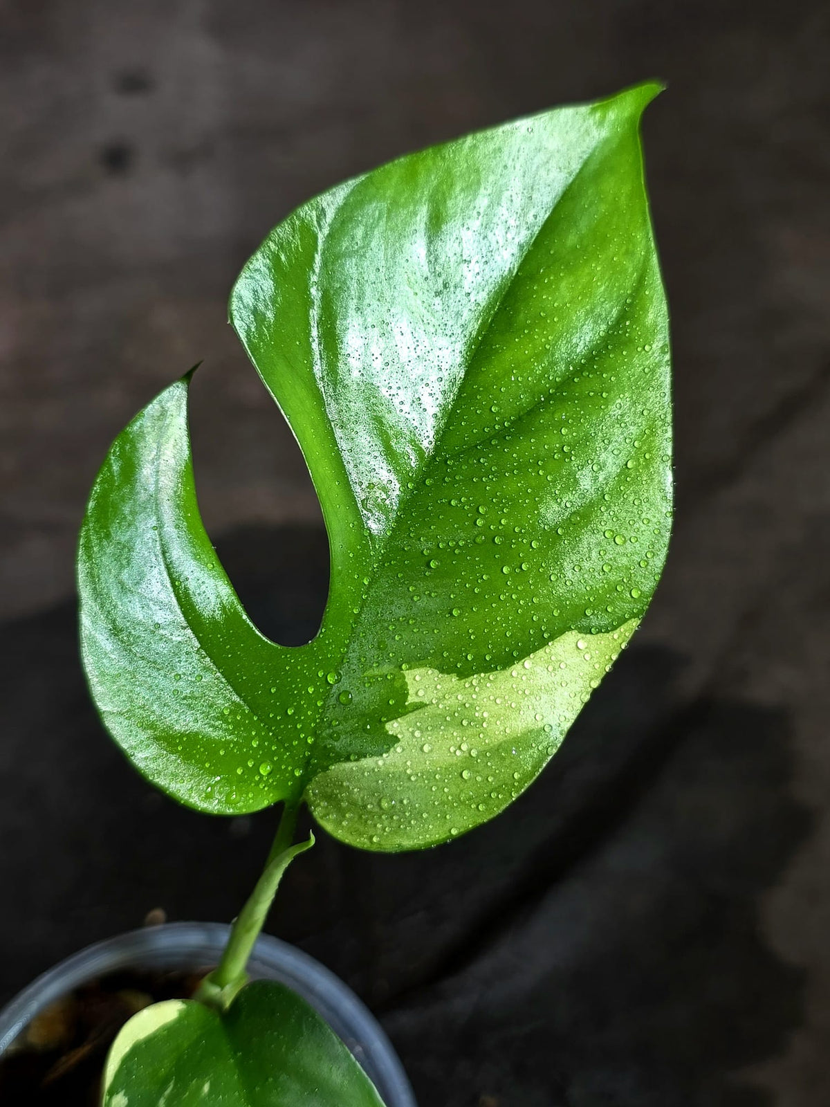 Variegated Rhaphidophora Tetrasperma Albo - (Sep-11-52)
