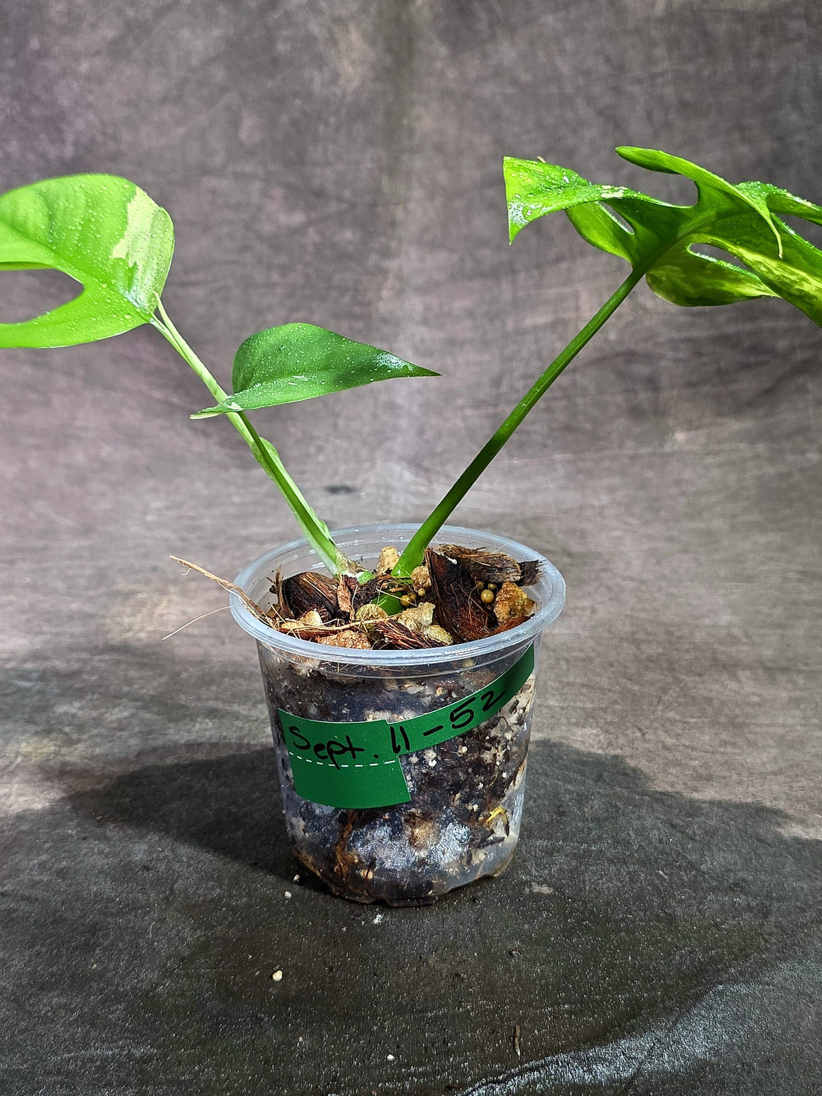 Variegated Rhaphidophora Tetrasperma Albo - (Sep-11-52)