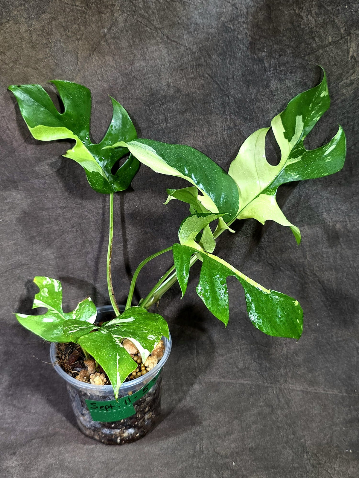 Variegated Rhaphidophora Tetrasperma Albo - (Sep-11-53)