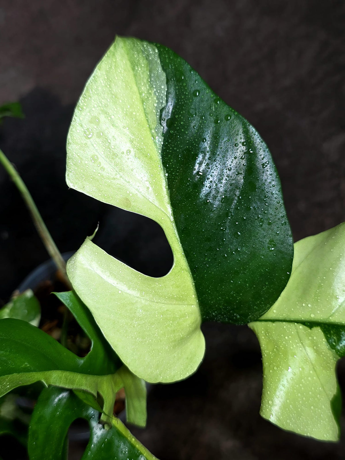 Variegated Rhaphidophora Tetrasperma Albo - (Sep-11-53)