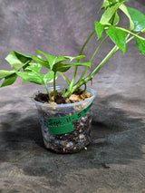 Variegated Rhaphidophora Tetrasperma Albo - (Sep-11-53)