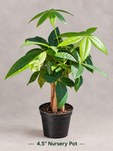 Lucky Money Tree - Lucky Houseplant - Easy Care Tall Indoor Live Plant- Gift Indoor Plant - Pet Friendly Air Purifier Plant