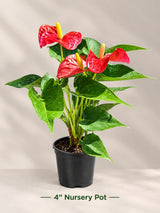 Red Anthurium in a 4" Nursery Pot – Live Flamingo Flower Plant – Anthurium Andraeanum