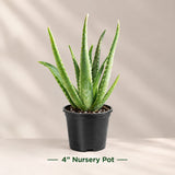 Aloe Vera Live Plant in Terracotta Pot - 4" Potted Aloe Plant
