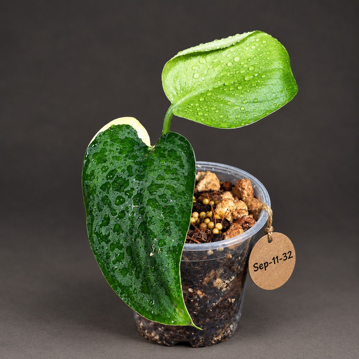 Scindapsus Jade Satin Variegated - Yellow Variegation - (Sep-11-32)