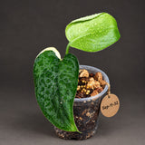 Scindapsus Jade Satin Variegated - Yellow Variegation - (Sep-11-32)