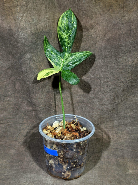 Variegated Philodendron Florida Beauty Live Plant (Sep-15-1)