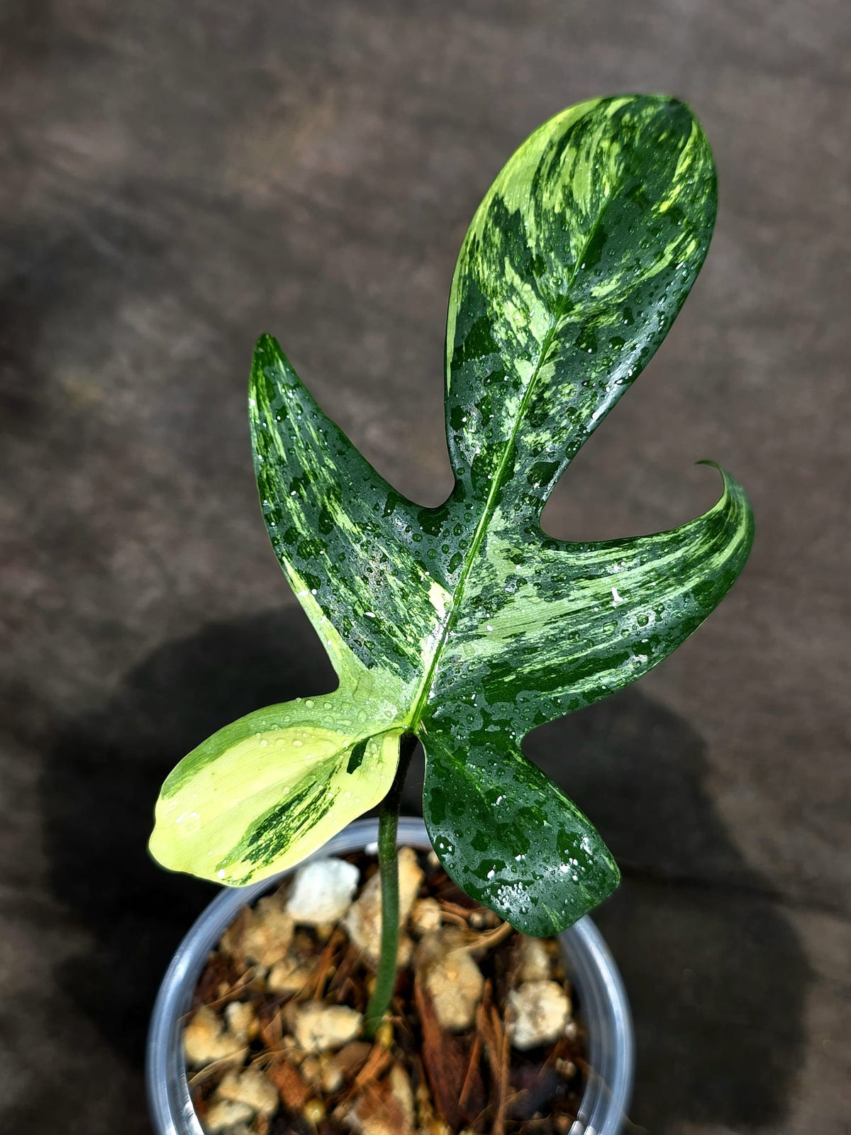 Variegated Philodendron Florida Beauty Live Plant (Sep-15-1)