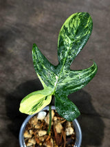 Variegated Philodendron Florida Beauty Live Plant (Sep-15-1)