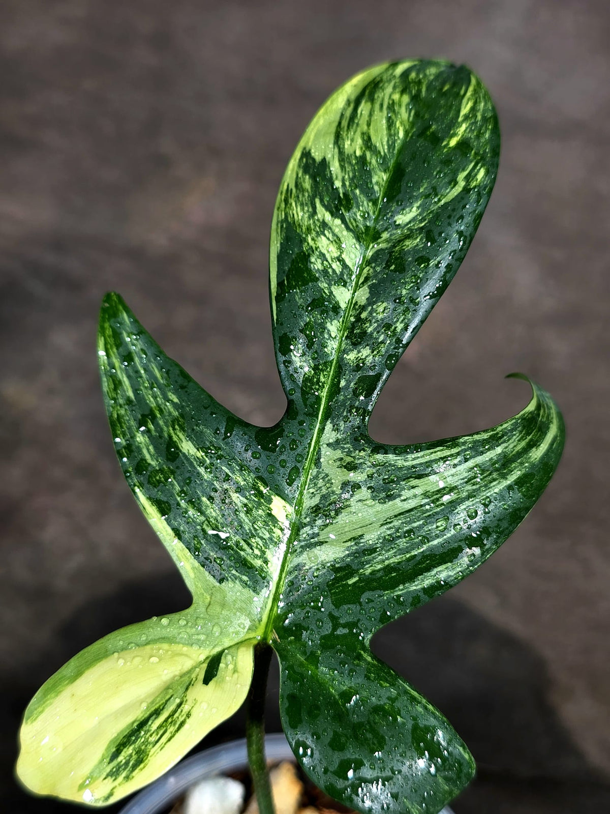 Variegated Philodendron Florida Beauty Live Plant (Sep-15-1)