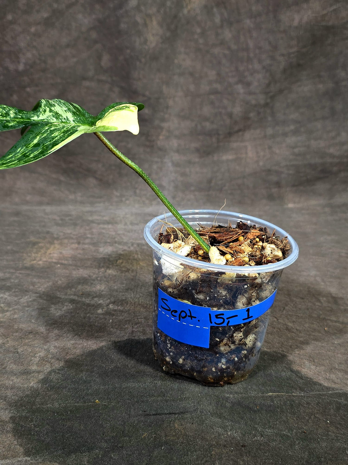 Variegated Philodendron Florida Beauty Live Plant (Sep-15-1)