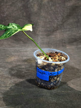 Variegated Philodendron Florida Beauty Live Plant (Sep-15-1)